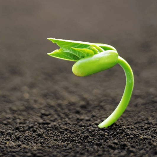 Growing-Seeds-1