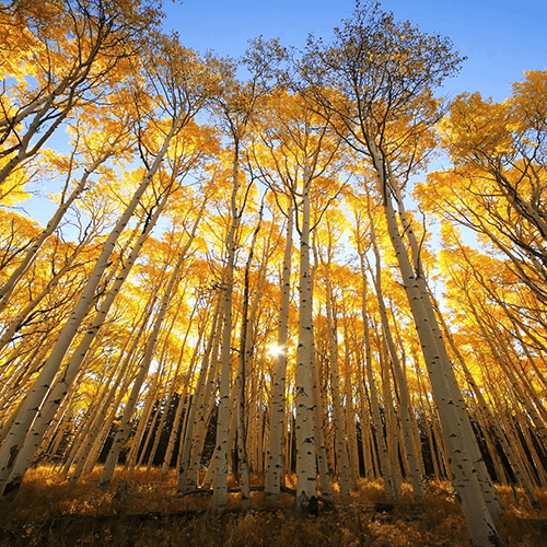 quakingaspen2_500