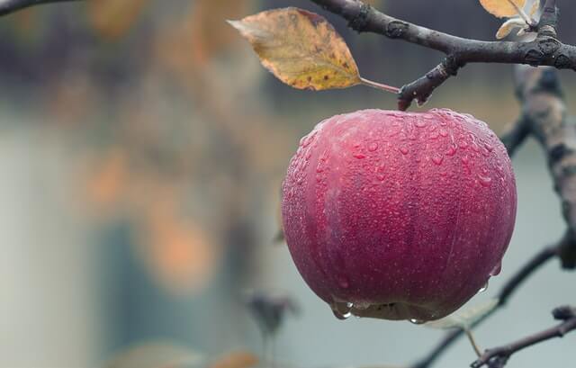 Fruit Tree Pruning