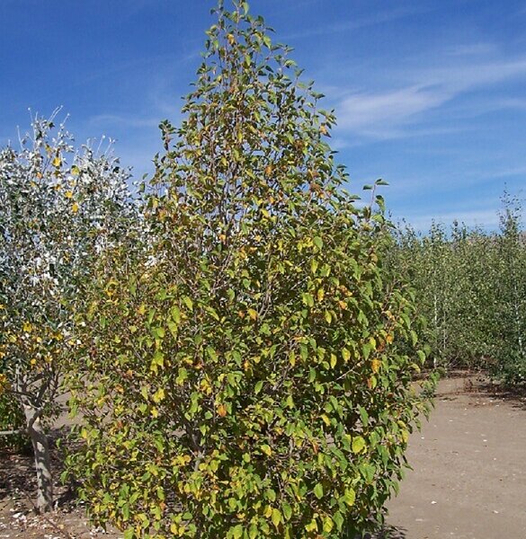 Alder, Mountain-image