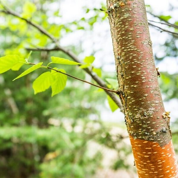 Birch, Western Red-image