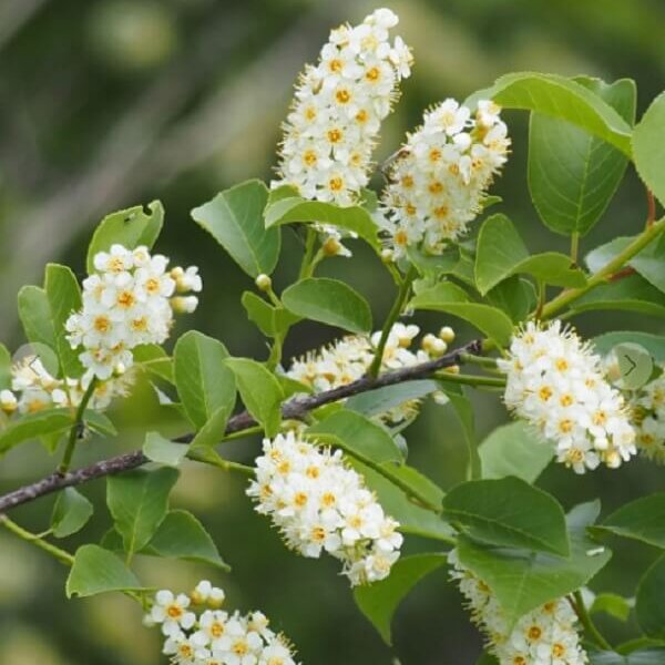 Chokecherry, Canada Red-image