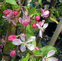 Crabapple, Louisa Weeping-image