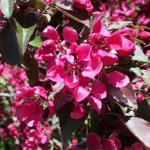 Crabapple, Perfect Purple-image