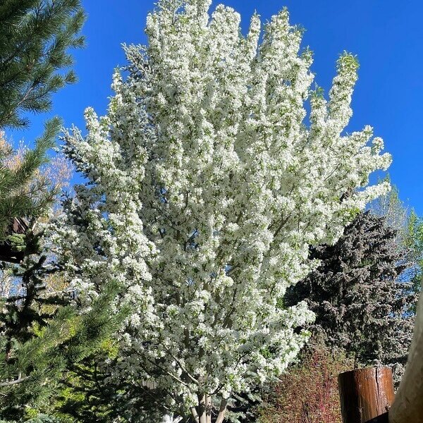 Crabapple, Spring Snow-image