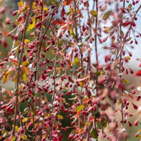 Crabapple, Royal Beauty Wpg-image