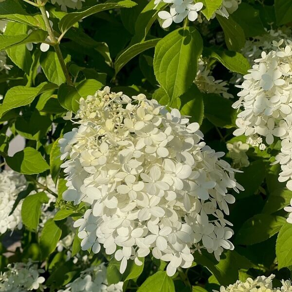 Hydrangea, Limelight Tree-image