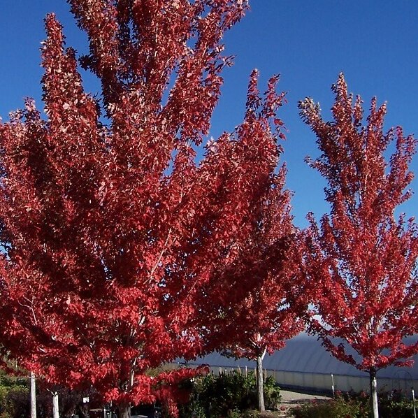 Maple, Autumn Blaze-image