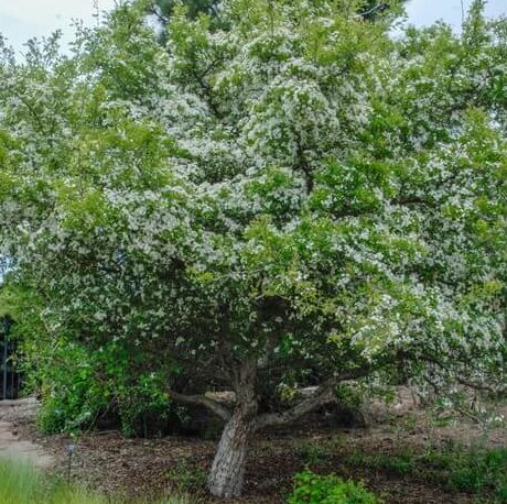 Hawthorn, Russian-image