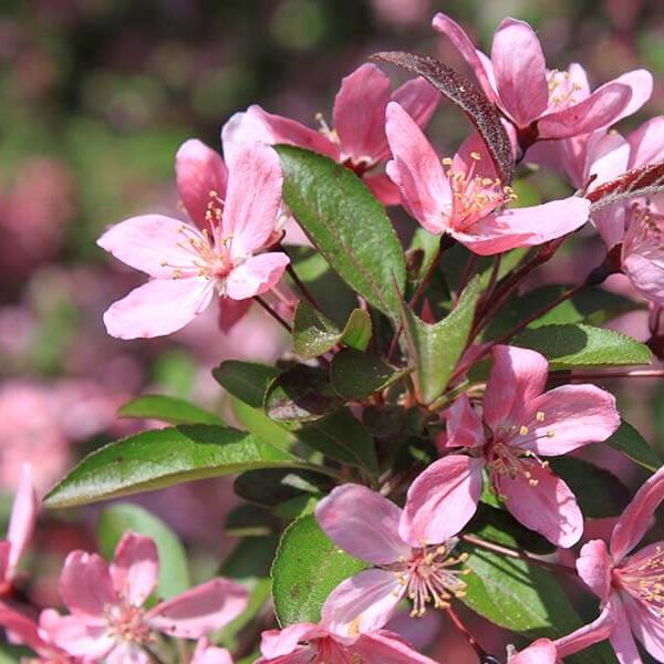 Crabapple, Prairifire-image