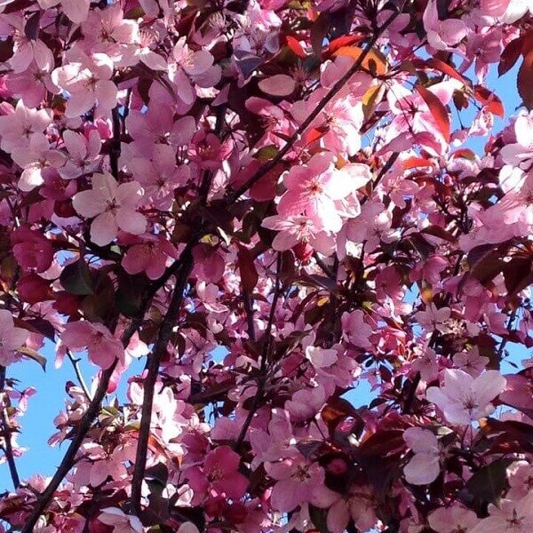 Crabapple, Perfect Purple-image