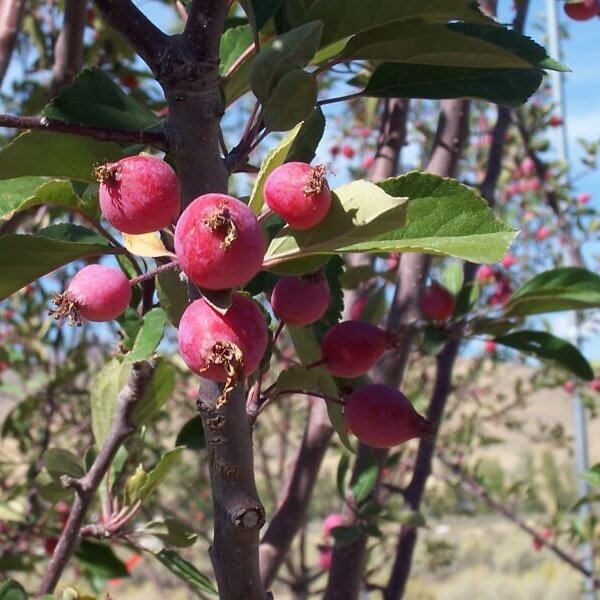 Crabapple, Radiant-image