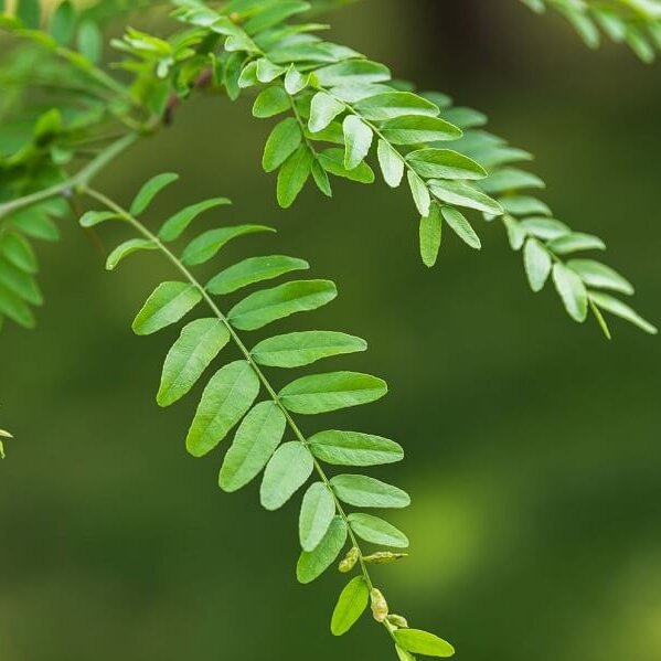 Honeylocust, Northern Acclaim-image