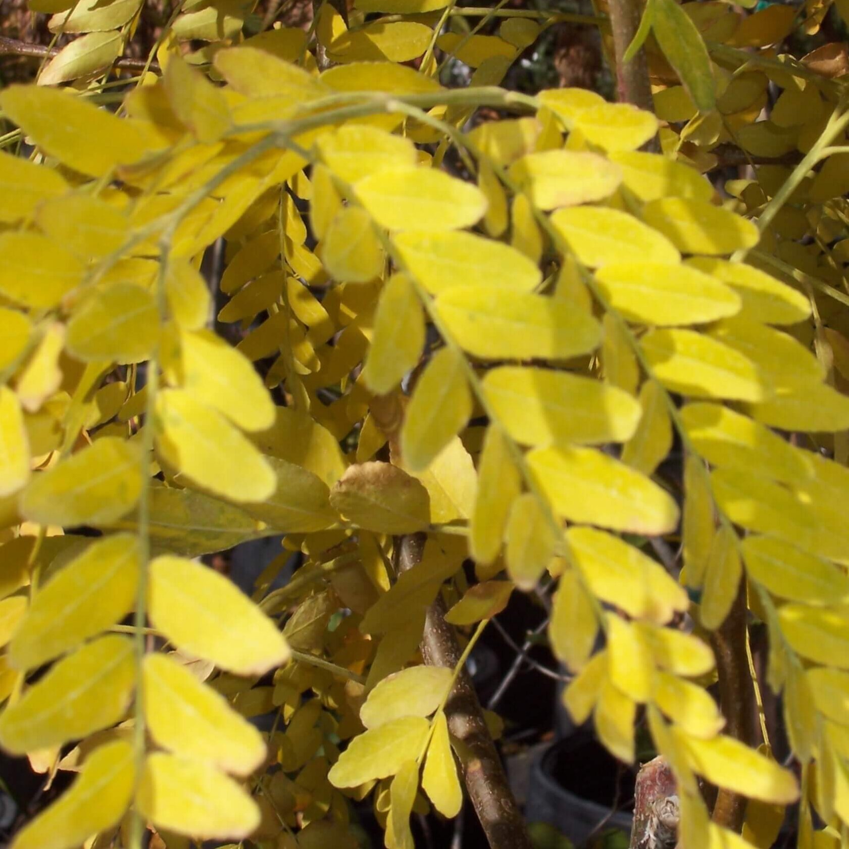 Honeylocust, Prairie Silk-image