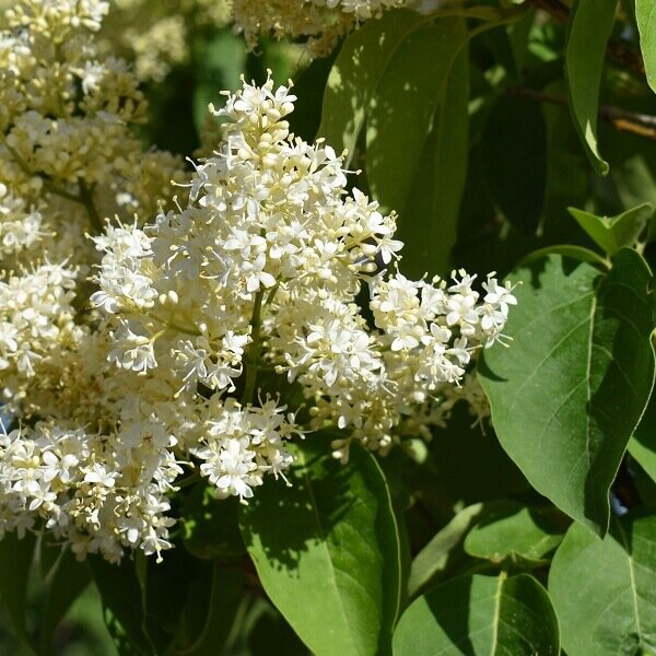 Lilac, Japanese Ivory Silk-image