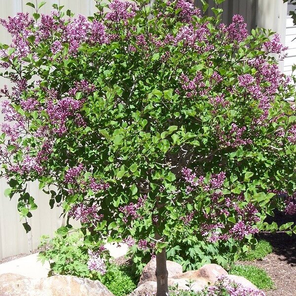 Lilac, Korean Dwarf Tree-image