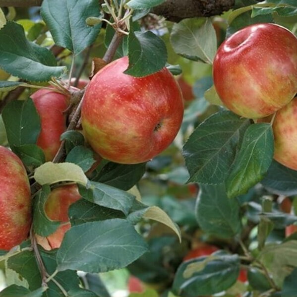 Apple, Semi-Dwarf-image
