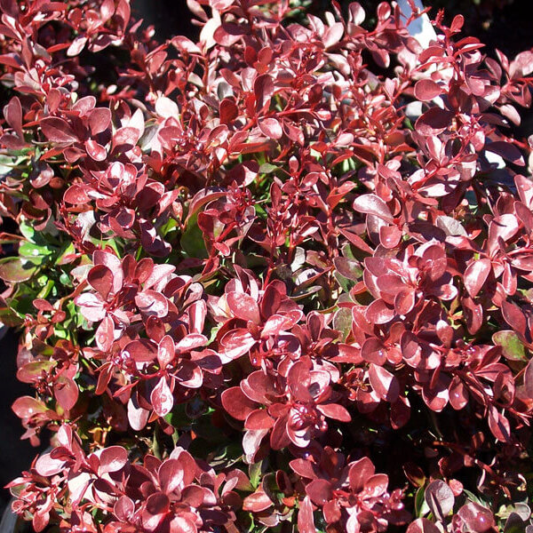 Barberry, Crymson Pygmy-image