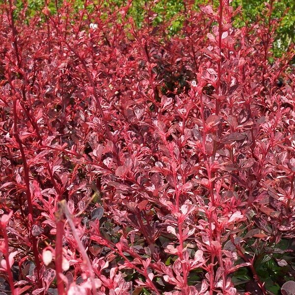 Barberry, Rosy Glow-image