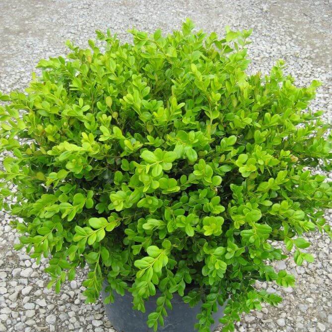 Boxwood, Winter Gem-image