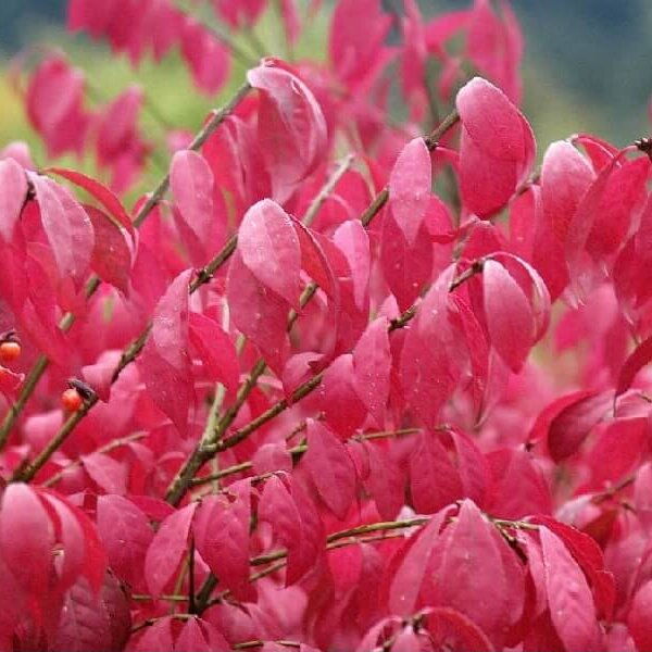 Burning Bush, Dwarf-image