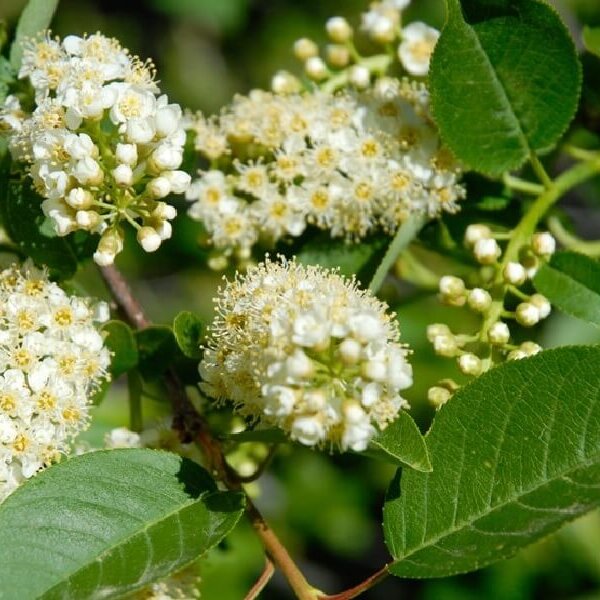 Chokecherry, Native-image