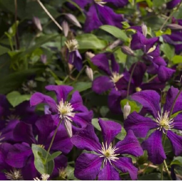 Clematis-image