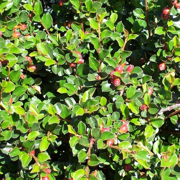 Cotoneaster, Cranberry-image