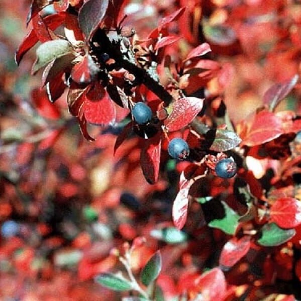 Cotoneaster, Peking Hedge-image
