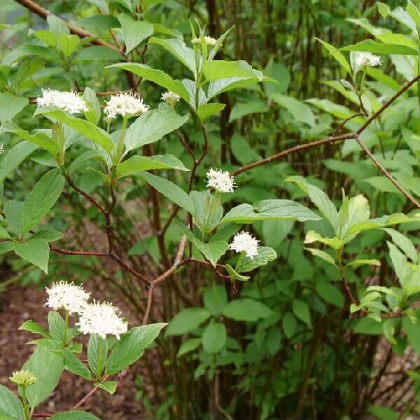 Dogwood, Artic Fire-image