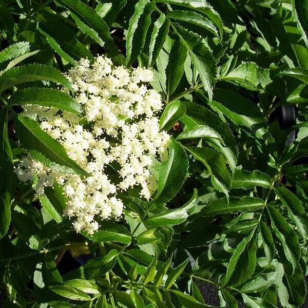 Elderberry, Adam's-image