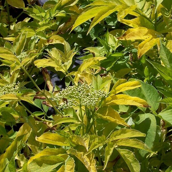 Elderberry, Golden-image