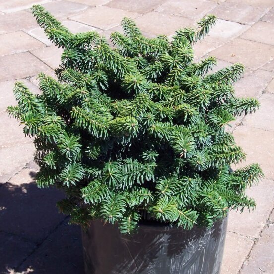 Fir, Balsam Dwarf-image