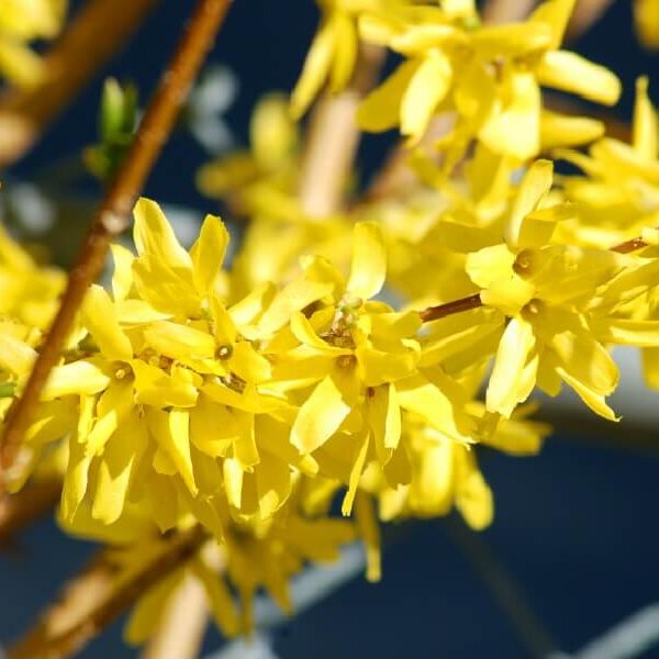 Forsythia, Meadowlark-image