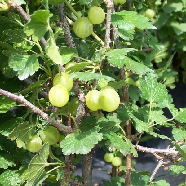 Gooseberry, Pixwell-image