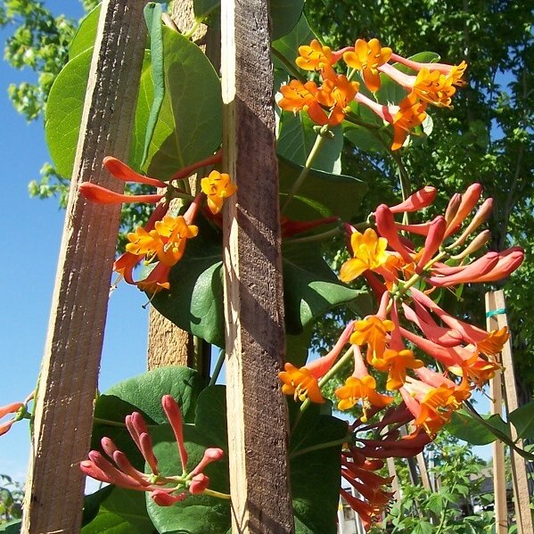 Honeysuckle, Dropmore Scarlet-image