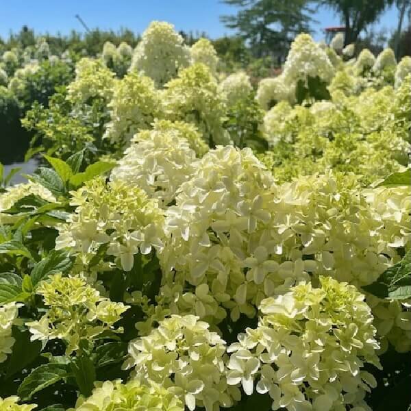 Hydrangea, Little Lime-image