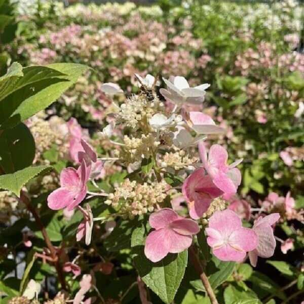 Hydrangea, Quick Fire-image