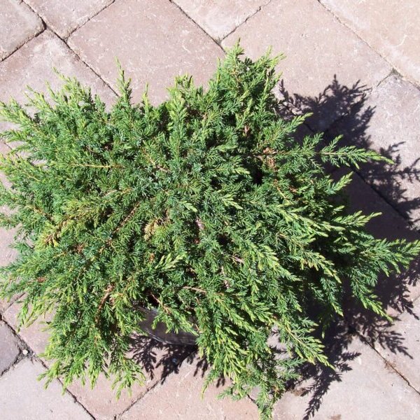 Juniper, Green Carpet-image