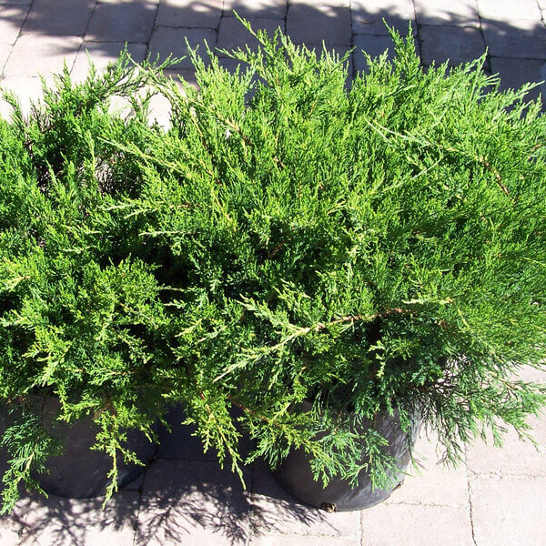 Juniper, Sea Green-image