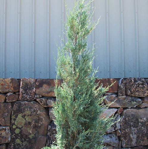 Juniper, Wichita Blue-image