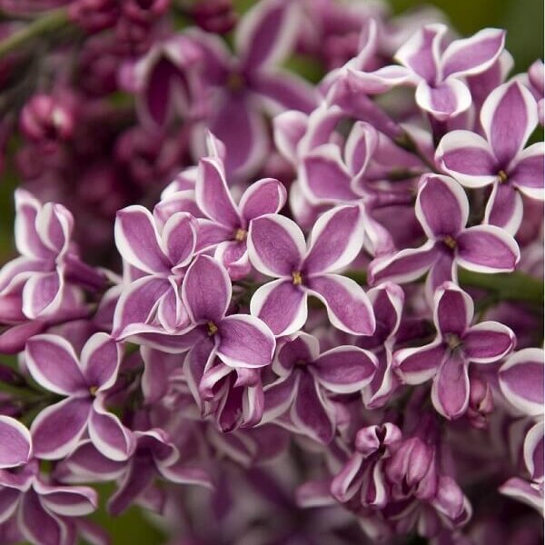 Lilac, Sensation-image