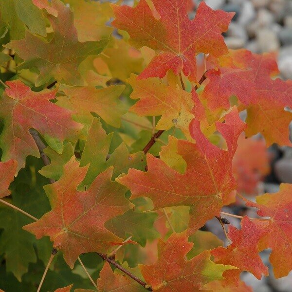 Maple, Bigtooth-image