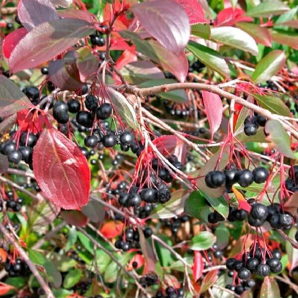 Chokeberry, Autumn Magic-image