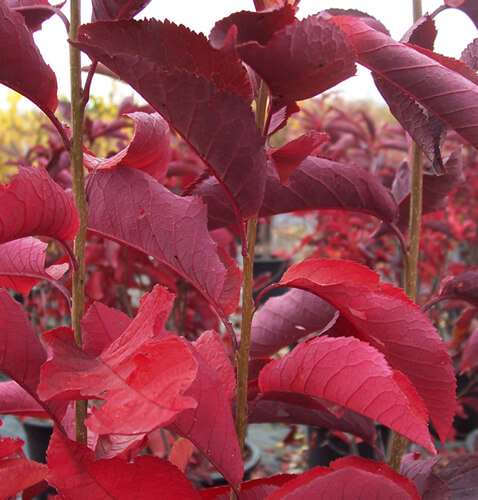 Chokecherry, Canada Red-image