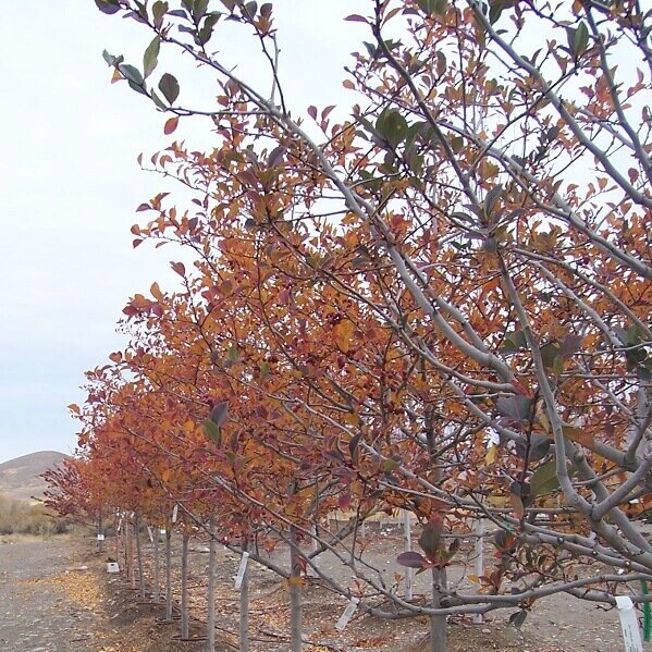 Hawthorn, Cockspur-image