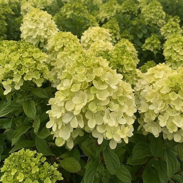 Hydrangea, Limelight-image