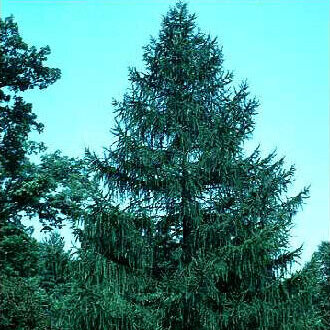 Larch, Western-image