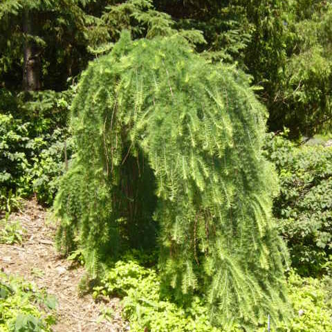 Larch, Weeping-image