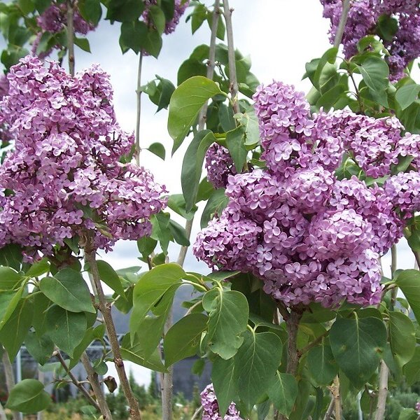 Lilac, Charles Joly-image